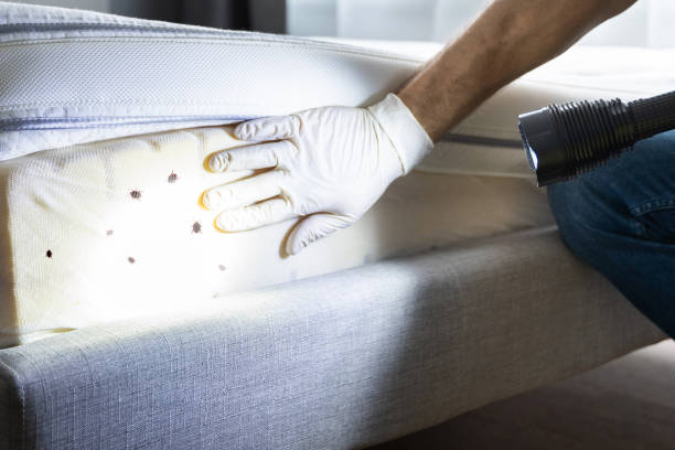 Best Termite Control Services  in Richfield, OH
