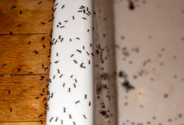 Spider Control Near Me in Richfield, OH